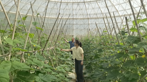 凤山推行“菜篮子”工程 蔬菜种植面积超4万亩