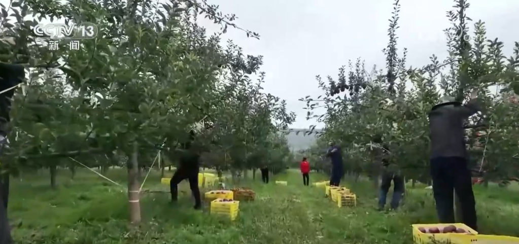 必一运动各地特色农产品产销两旺 映出金秋好“丰”光(图1)