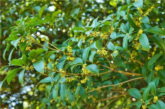 
				视频丨全桂林都在等！今年桂花什么时候开？
							