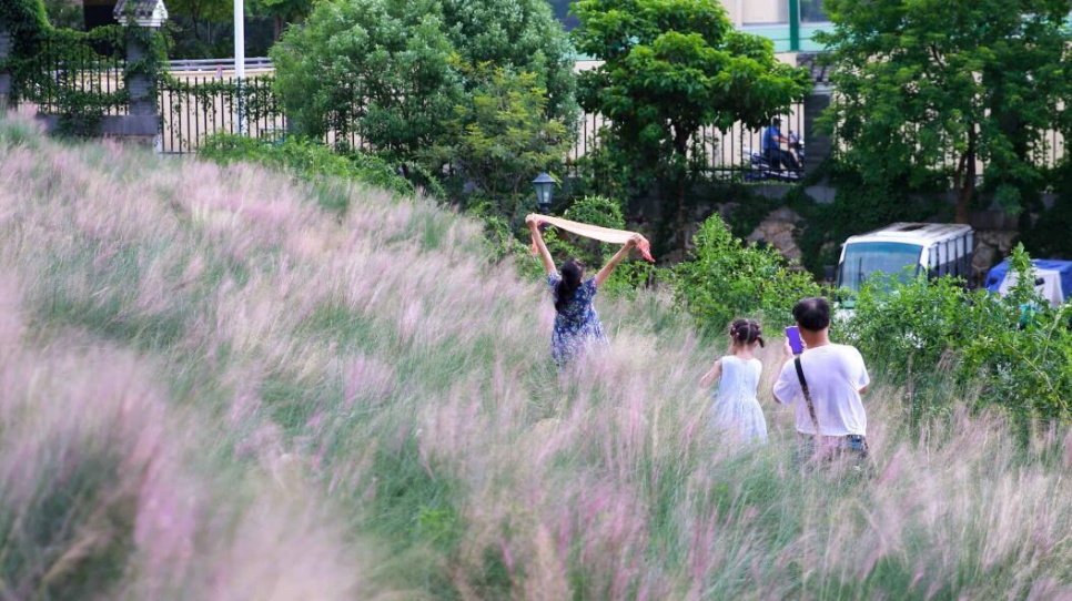 你知道这个小众拍照地吗?秋日的“野草”很出片