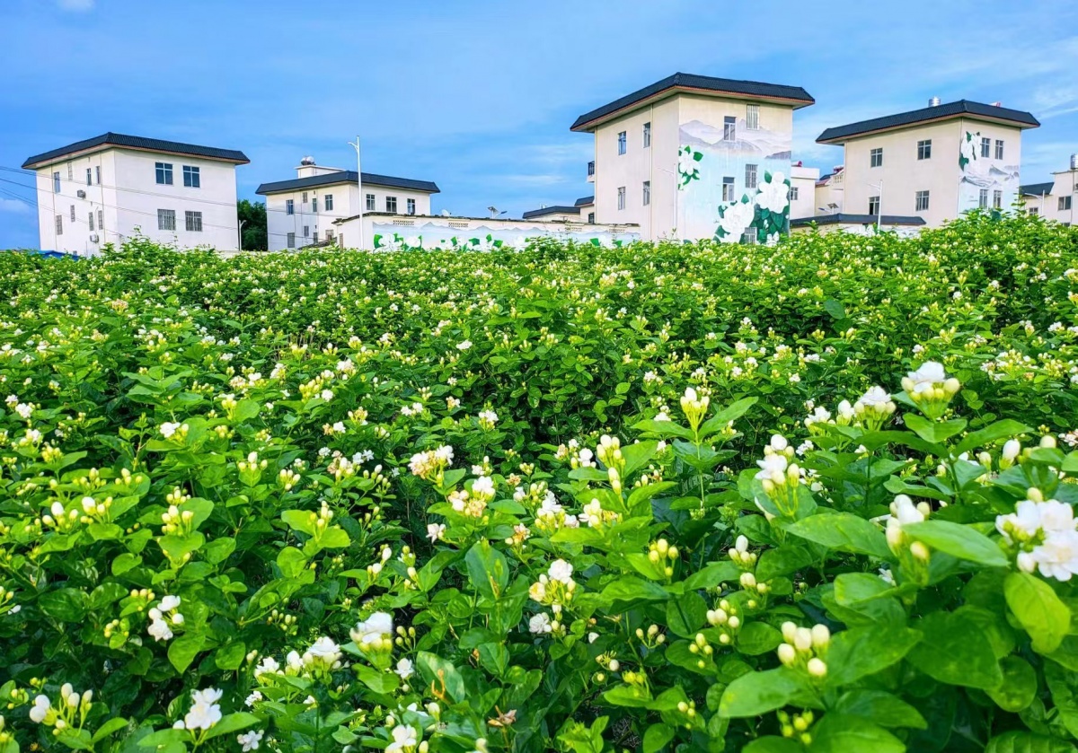 八桂奶茶 香引八方(图6)