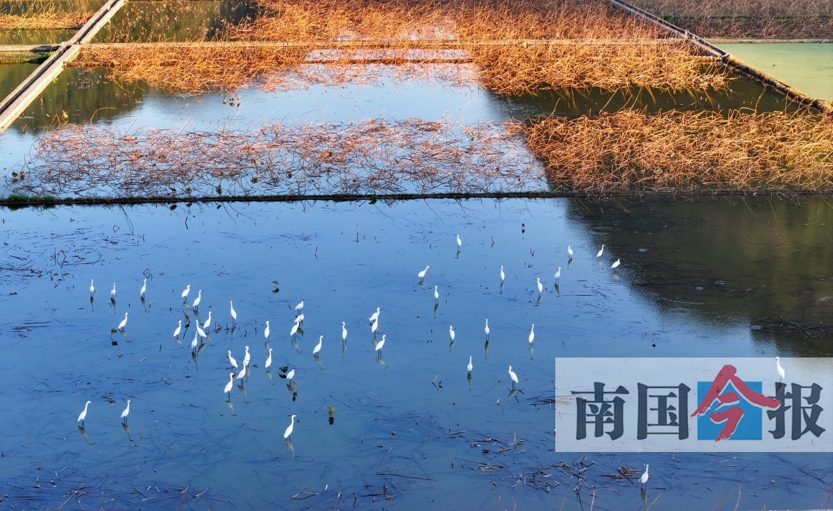 11月16日焦点图