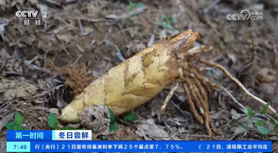 小雪节气 “菜篮子华体会”也丰富 大棚蔬菜上市 冬笋咸菜正当时(图4)