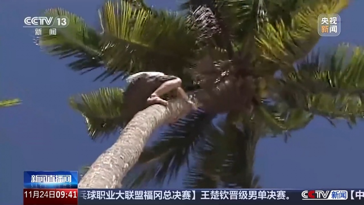 爬树也有比赛了？零距离看运动员争皇冠体育战“椰树之巅”(图4)
