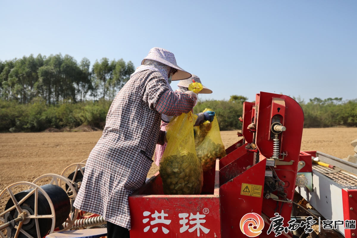 象州县：马铃薯机械化种植省时省力 一天能种20亩(图2)