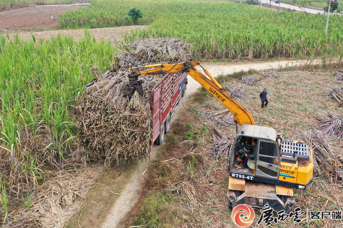 除了制糖甘蔗还能带来什么？看广西、云南等地如何做(图1)