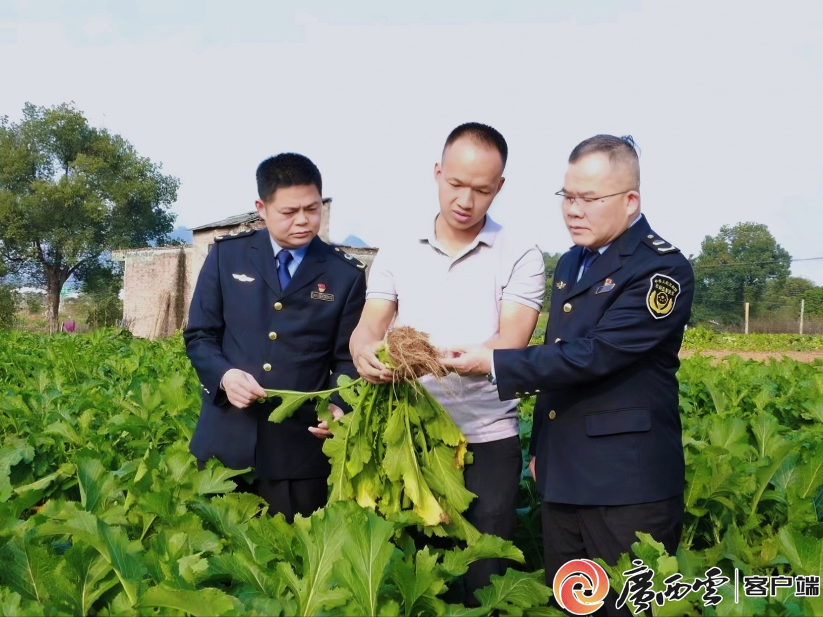 利来国际网址八桂视点 深度调查｜绿色有机焕发产业新机——看钟山县如何以有机农业推动食品产业高质量发展(图9)