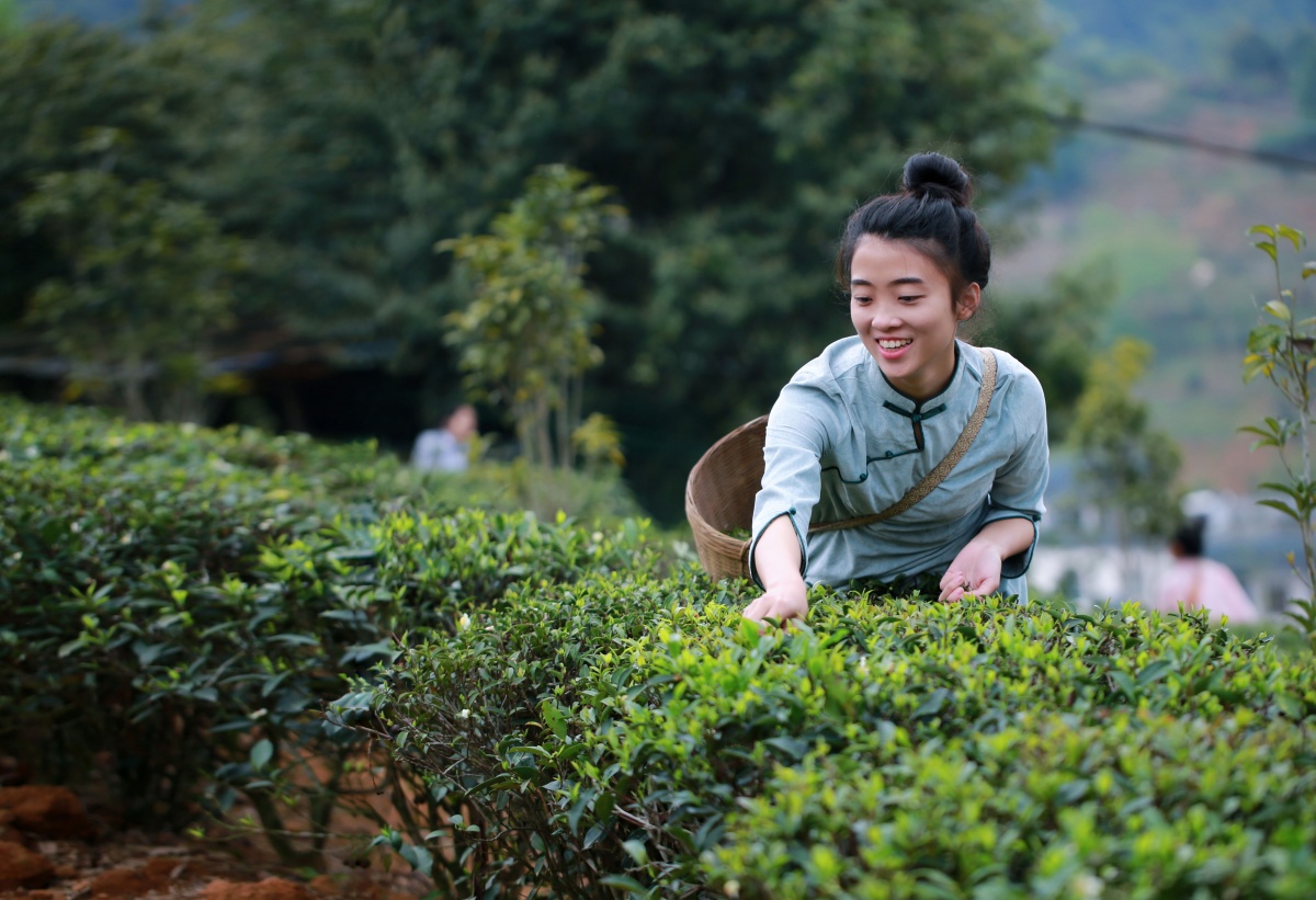 “一带一路”地理标志品牌推广清单发布 广西“六堡茶”“横县茉莉花茶”入选