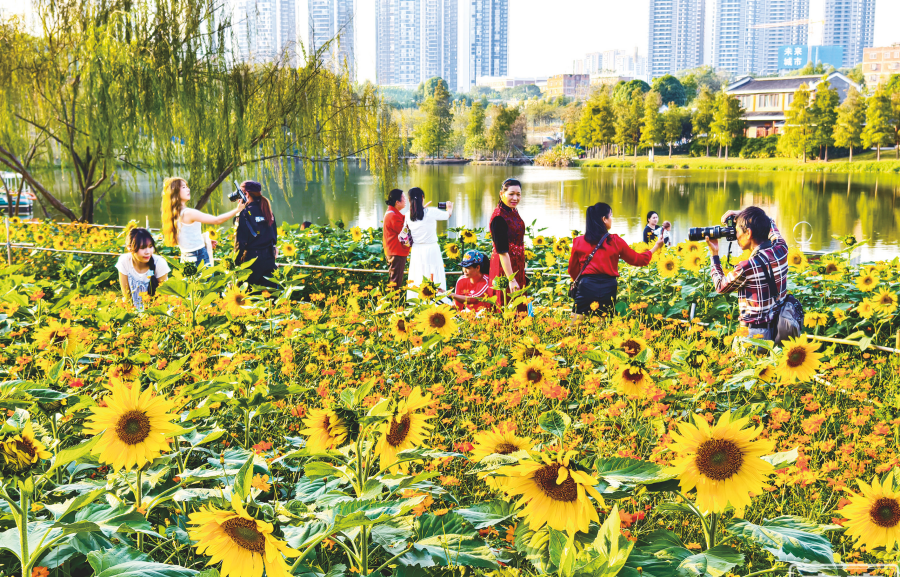 南宁市江南公园这片橙黄花海烂漫醉人 一起去打卡！