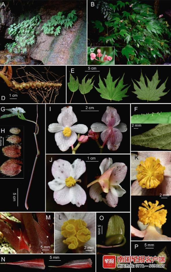 美嘉体育官网大明山首現珍稀瀕危植物柔毛紅豆(图2)