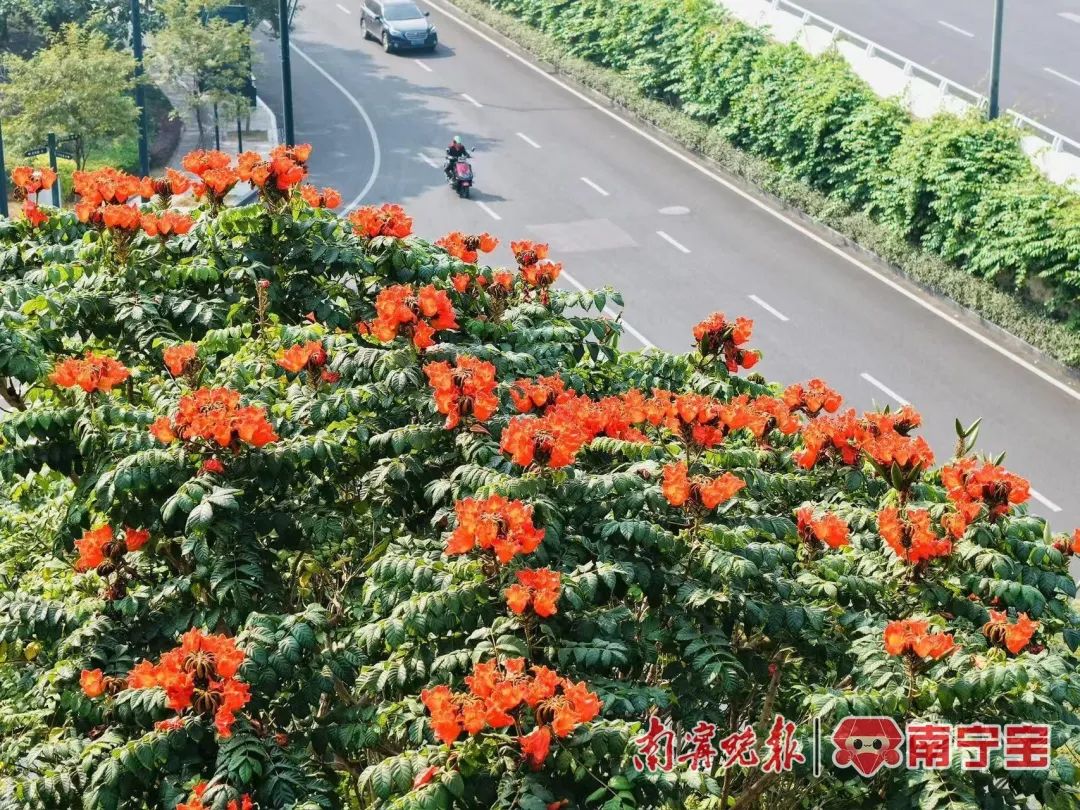 美嘉体育平台怎么回事？南宁部分植物反季开花结果（组图）(图2)