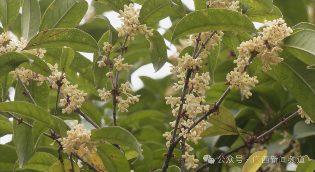 八月份开花的桂花树是什么品种