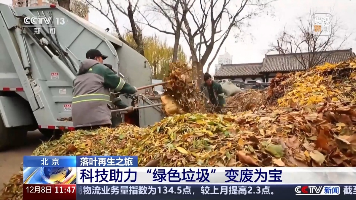 落叶也能“生花” 它们的再生之旅还有这些德信体育平台奇遇(图1)