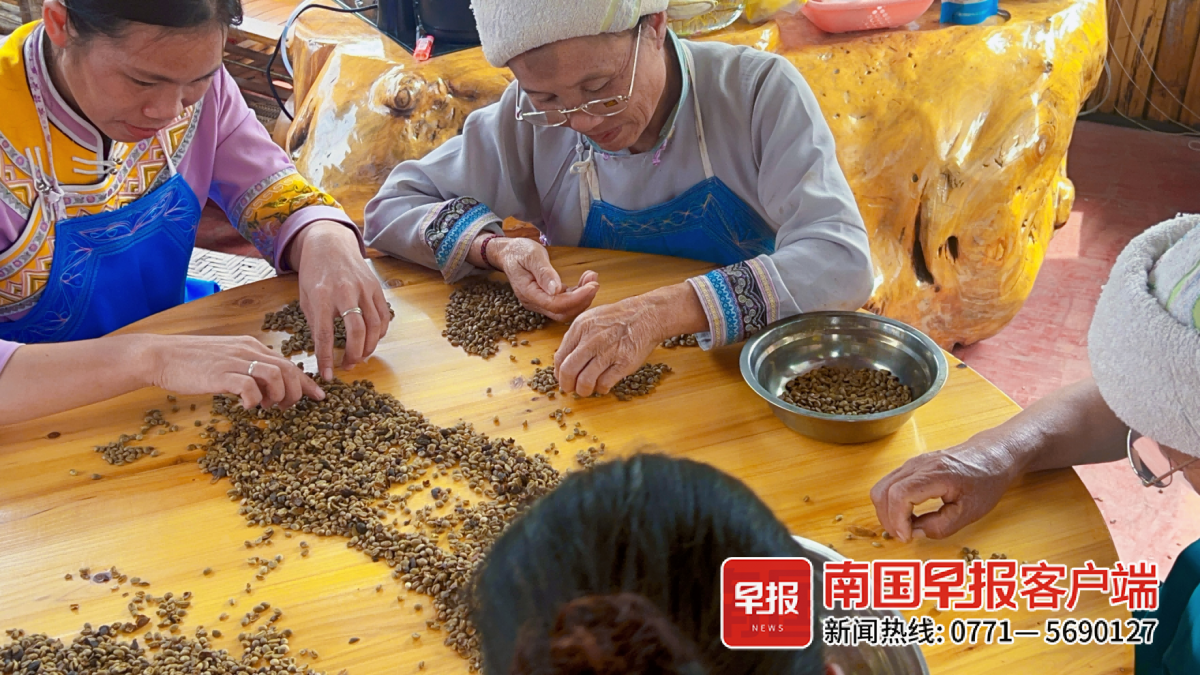 开云网址香醇浓郁你喝的阿拉比卡咖啡可能来自广西(图1)