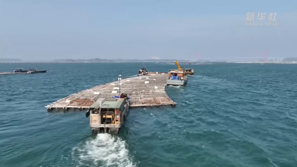 视频丨广西防城港:海上蚝排大"搬家"