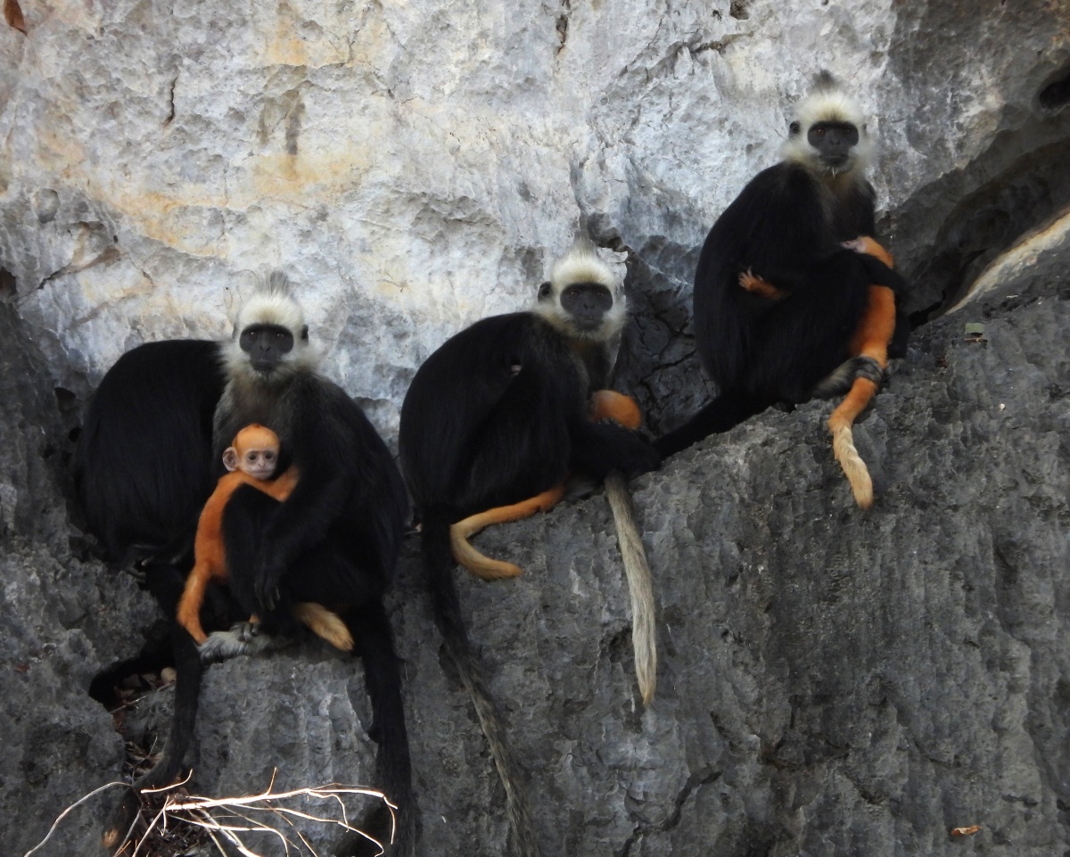 Guangxi Chongzuo Invitation Letter from White-headed Leaf Monkey