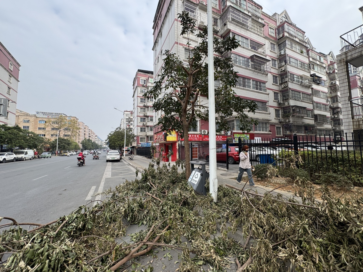 早报帮办丨倒地树枝阻碍交通，记者介入后已被清理