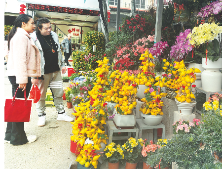 姹紫嫣红迎新春 南宁市花卉市场美嘉体育网址销售旺(图1)