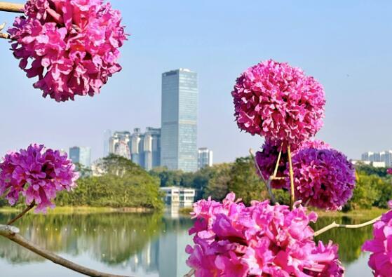 4次冷空气！前暖后冷，春运期间广西天气起伏大