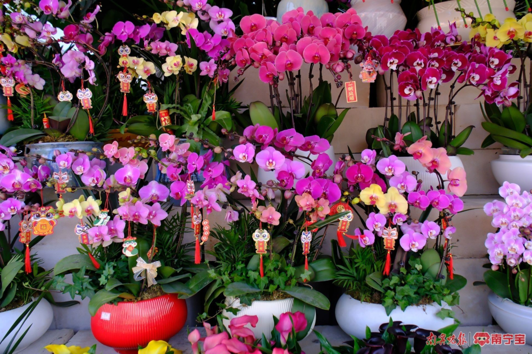 宁迎春花市开市！夜间营业至→CQ9电子最