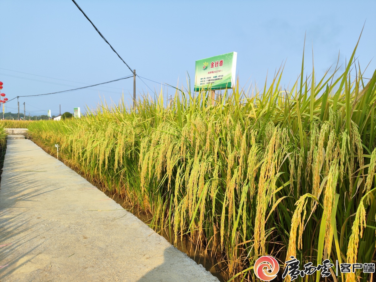 跟"金针香"的结缘源于水稻经销商和育种团队到田间地头推介,广西颗润