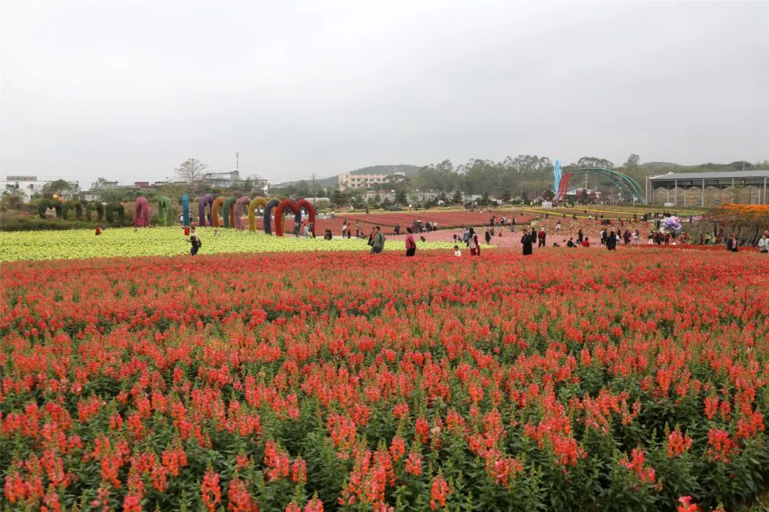 花开正艳！钦州这里的春天处处是风景