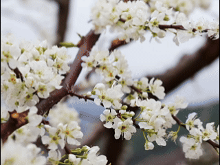 �·𱻰�ѩ���ǣ�������Ķ��������š�