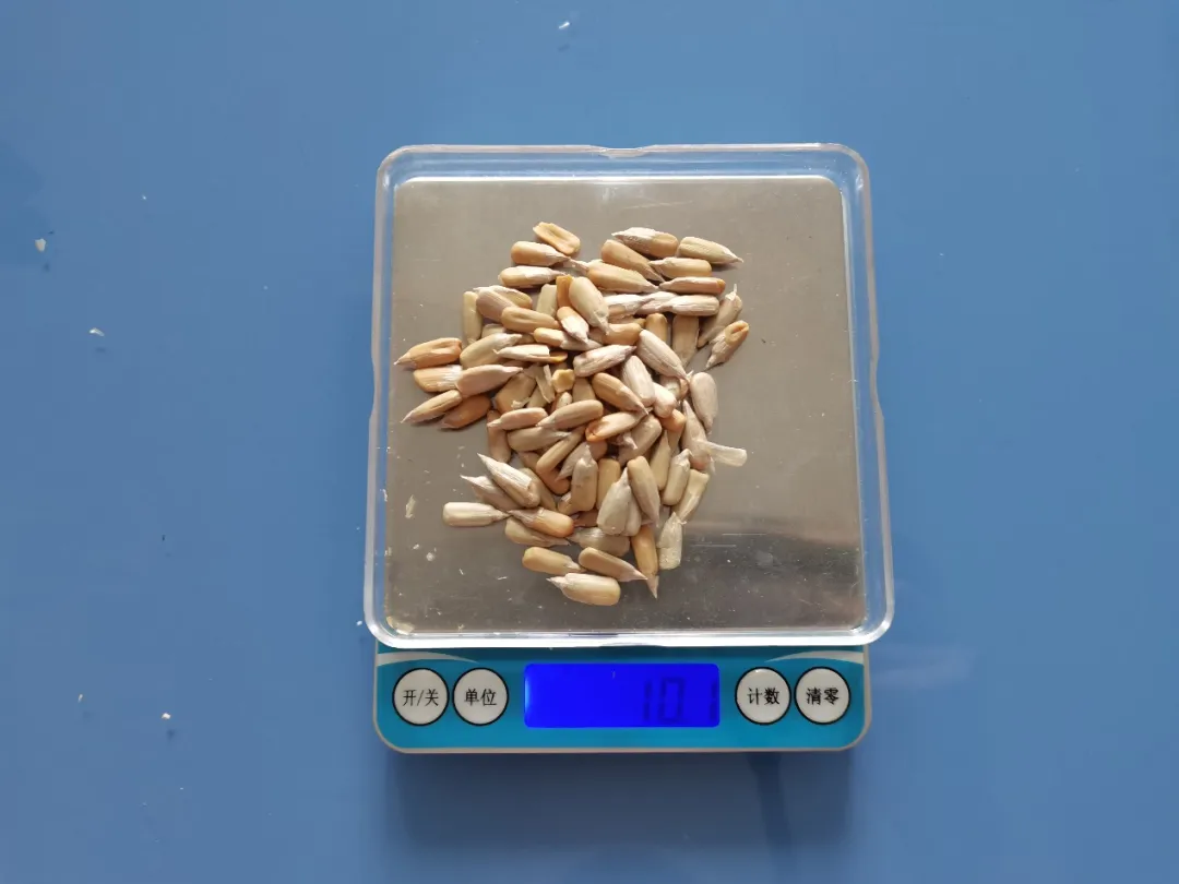 “嗑出年味”过年常备！吃到这种瓜子马上吐出来_常吃瓜子的好处与坏处