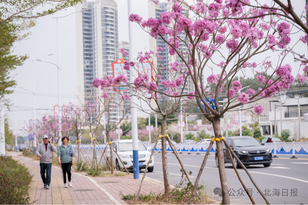 华体会注册北海赏花“地图”来了约上亲朋好友拍照打卡吧(图1)