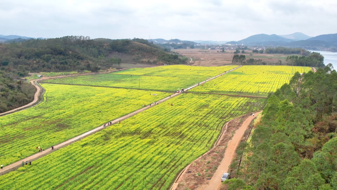 就在南宁！百亩油菜花田盛开，花期预计持续到3月上中旬