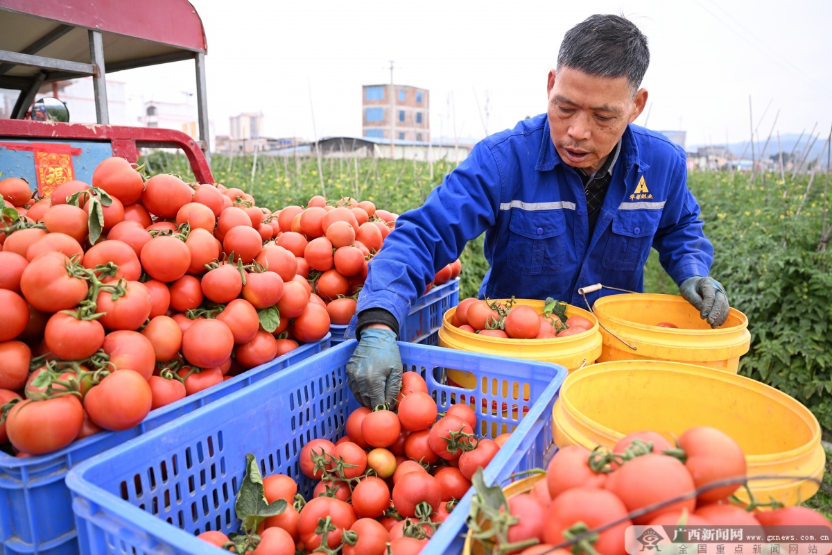 澳门沙金(中国)在线平台二十四节气·寻味广西丨雨水(图8)