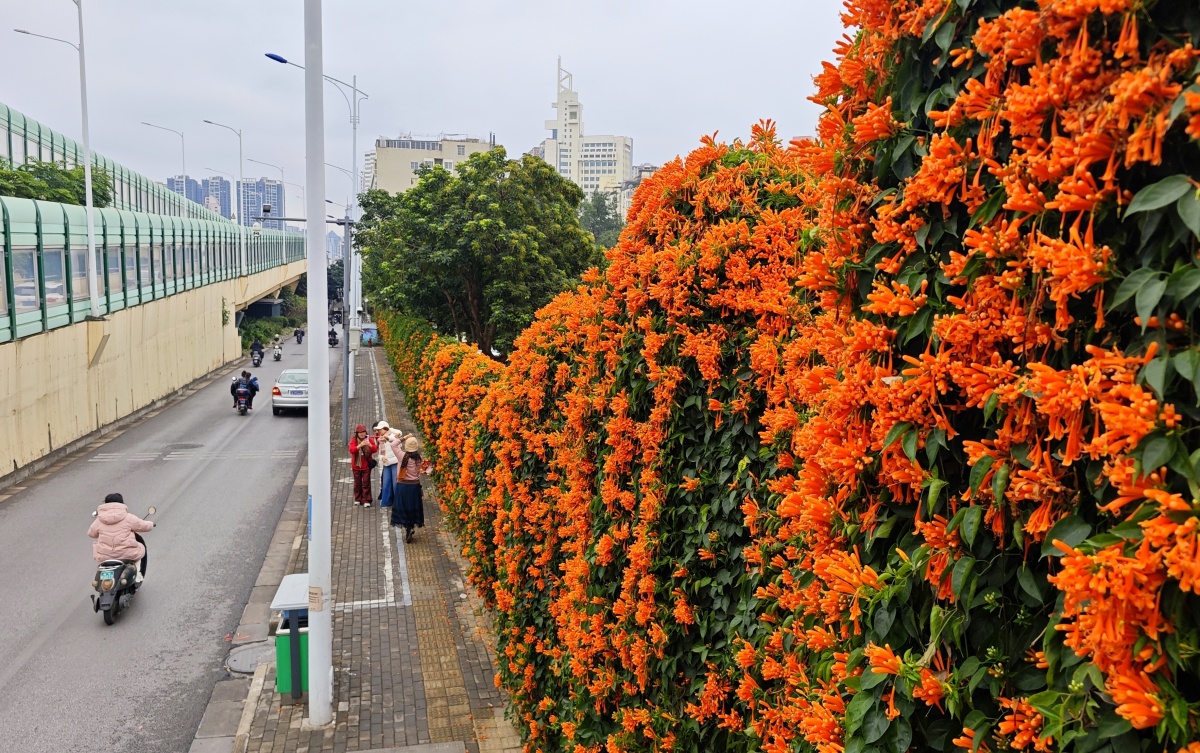 花开正艳！南宁市多处橙红色花墙成了市民的“减速带”