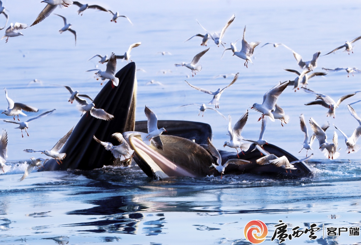 快来收藏！刚刚广西发布了布氏鲸和中华白海豚观护指南(图3)