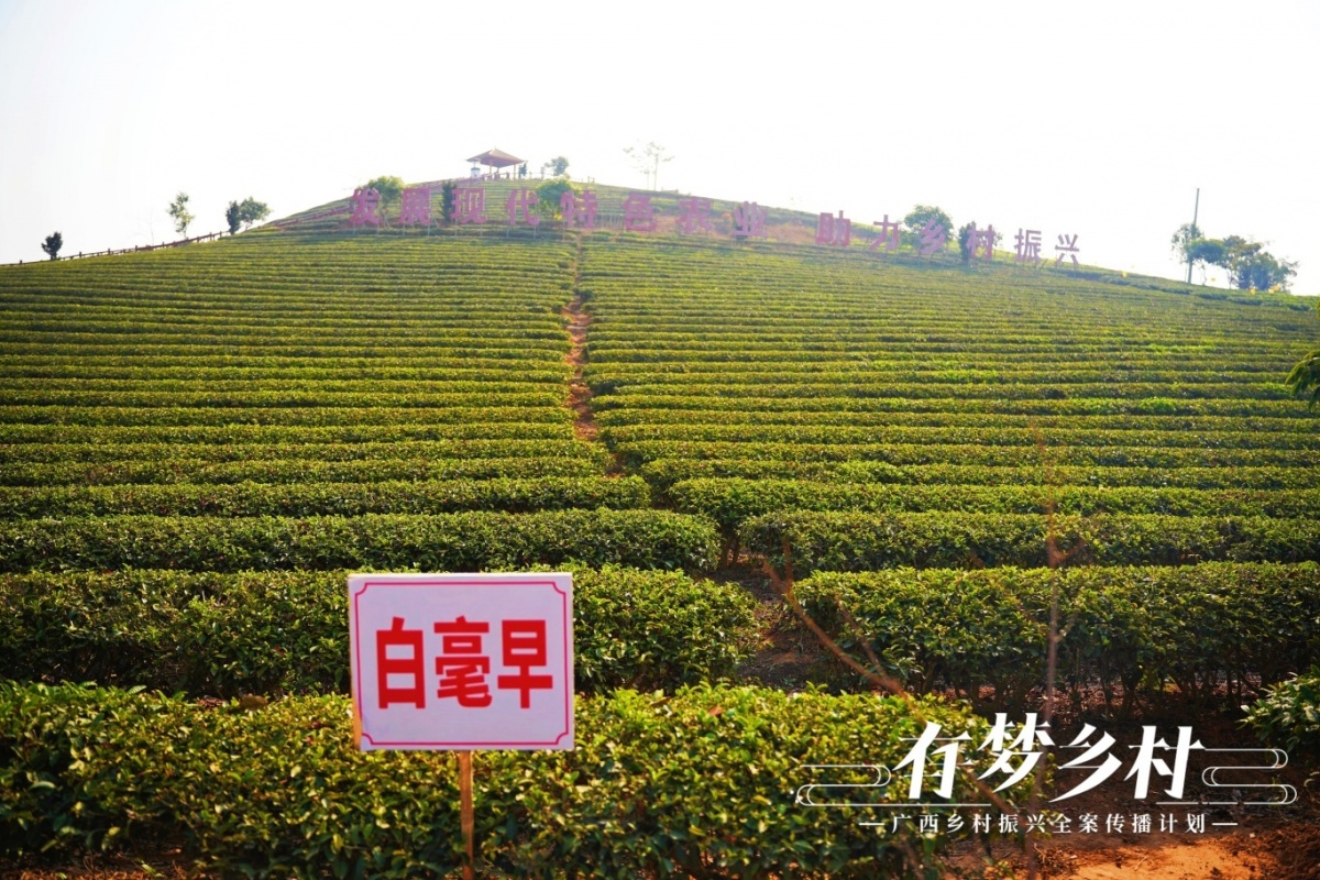 开云平台有梦乡村 早春寻茶邂逅一盏灵山香茗(图1)