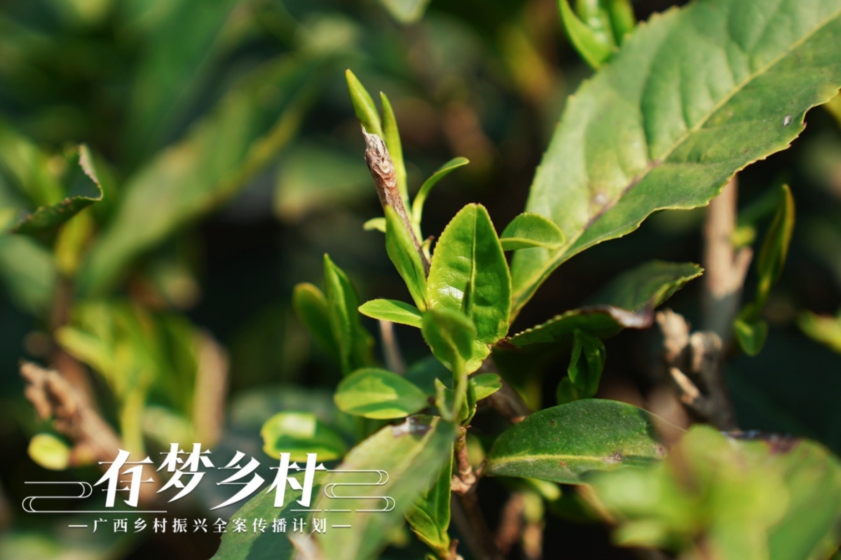 开云平台有梦乡村 早春寻茶邂逅一盏灵山香茗(图2)