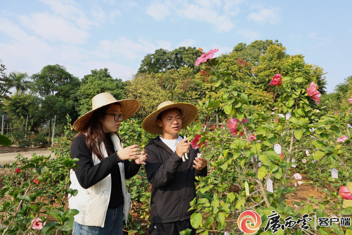 广西日报南宁观察 十年育槿 一期一会——探访南宁市朱槿种质资源圃美嘉体育官网(图2)