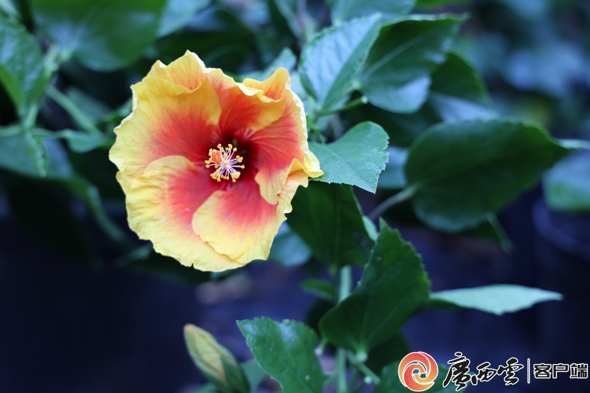 广西日报南宁观察 十年育槿 一期一会——探访南宁市朱槿种质资源圃美嘉体育官网(图4)