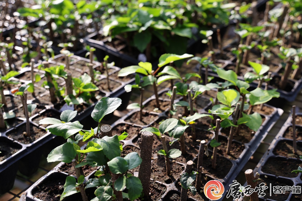 广西日报南宁观察 十年育槿 一期一会——探访南宁市朱槿种质资源圃美嘉体育官网(图5)