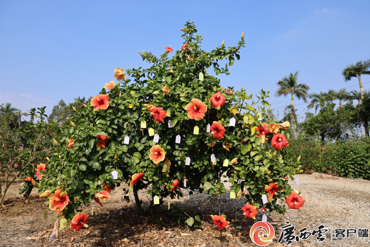 广西日报南宁观察 十年育槿 一期一会——探访南宁市朱槿种质资源圃美嘉体育官网(图3)