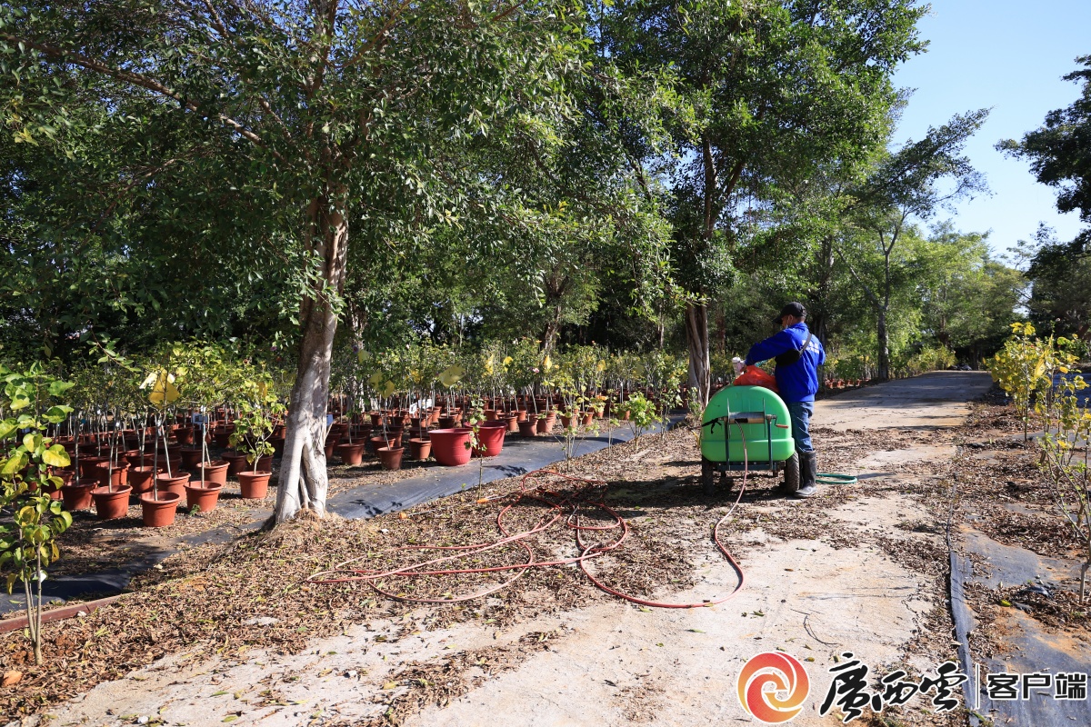 广西日报南宁观察 十年育槿 一期一会——探访南宁市朱槿种质资源圃美嘉体育官网(图6)