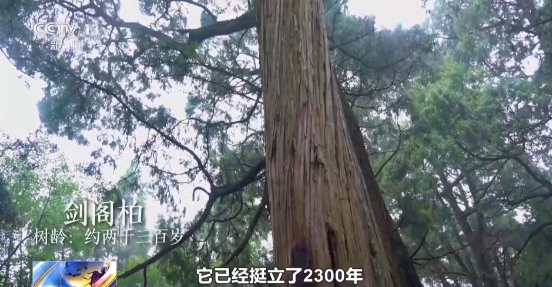 广西树龄最老、树高最大的杉木！老祖宗级别的树会讲故事