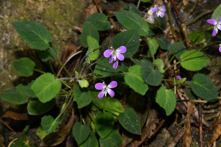 一竞技入口广西来宾市忻城县发现堇菜科新物种（图）(图1)