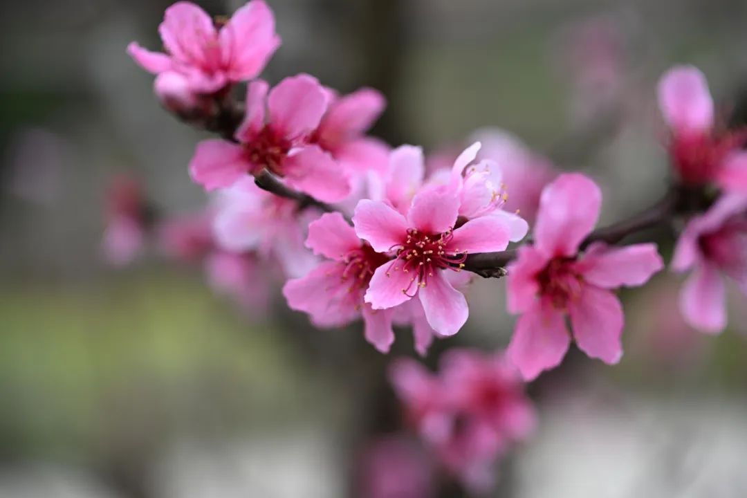“桃”醉其中！百色田林千亩桃花盛开