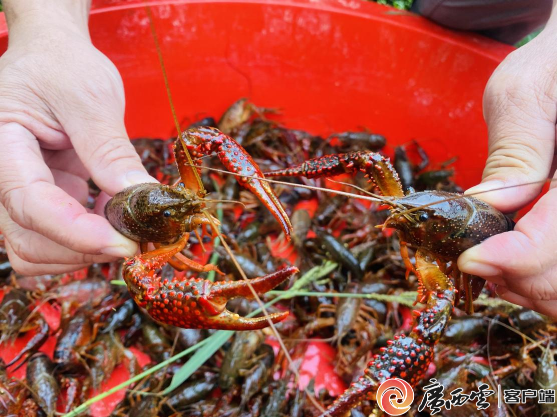 百万强村产业链下的“稻虾共养”新生态(图1)