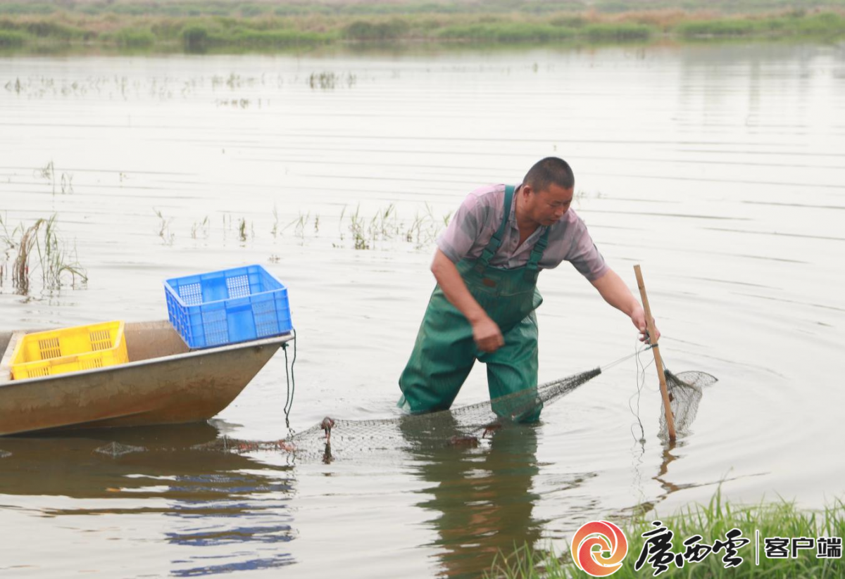 百万强村产业链下的“稻虾共养”新生态(图2)