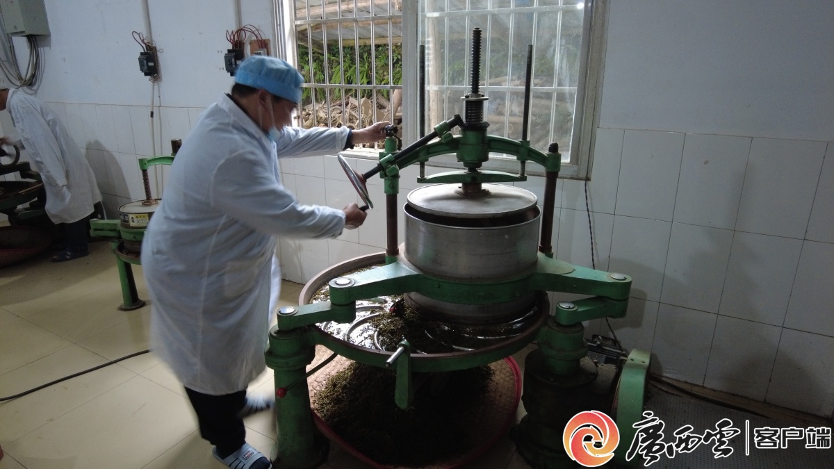 融水大苗山红茶续写桂茶品牌新篇章(图2)