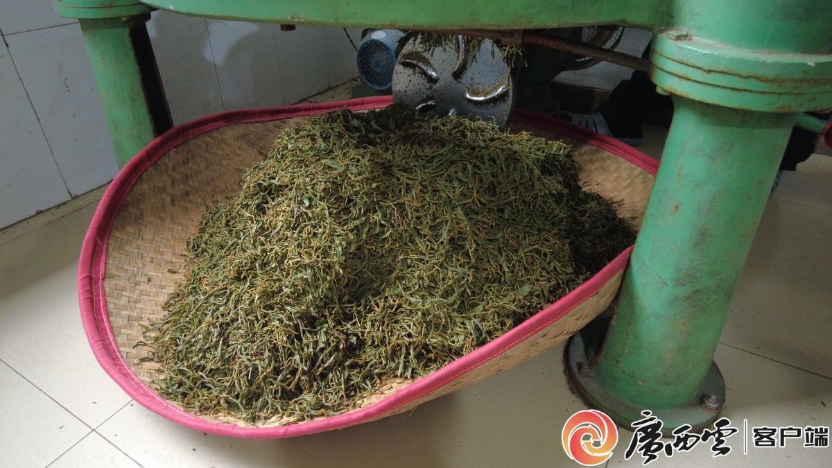 融水大苗山红茶续写桂茶品牌新篇章(图3)