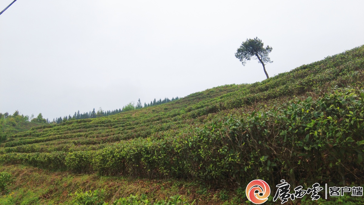 融水大苗山红茶续写桂茶品牌新篇章(图1)