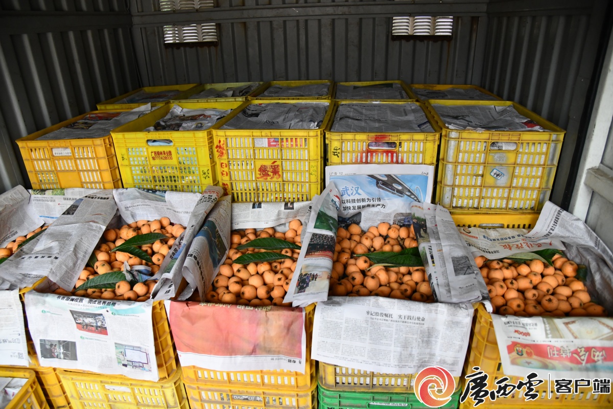 金秀：小枇杷变身“黄金果” 撬动乡村致富大开云体育产业(图3)