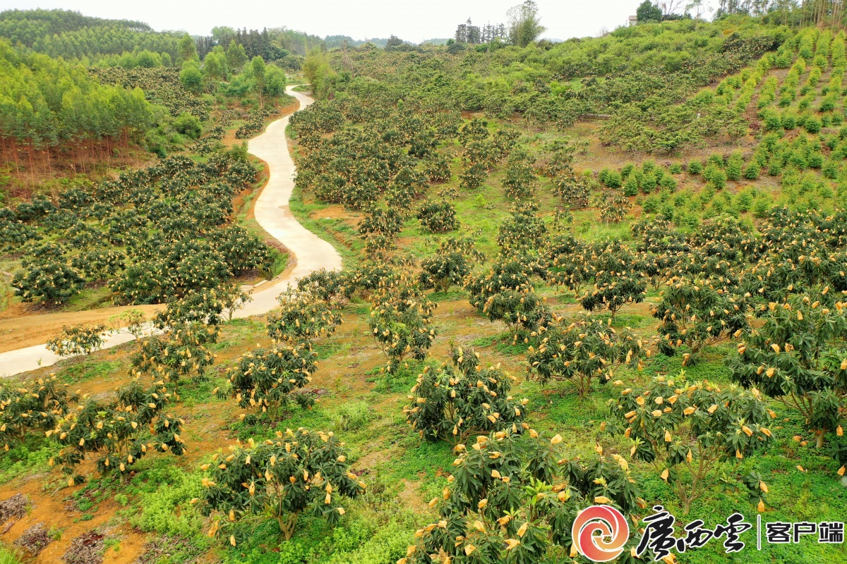 金秀：小枇杷变身“黄金果” 撬动乡村致富大开云体育产业(图1)